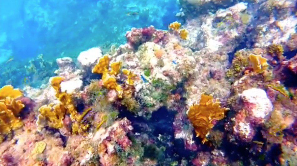 VIDEO Snorkeling in Montego Bay, Jamaica