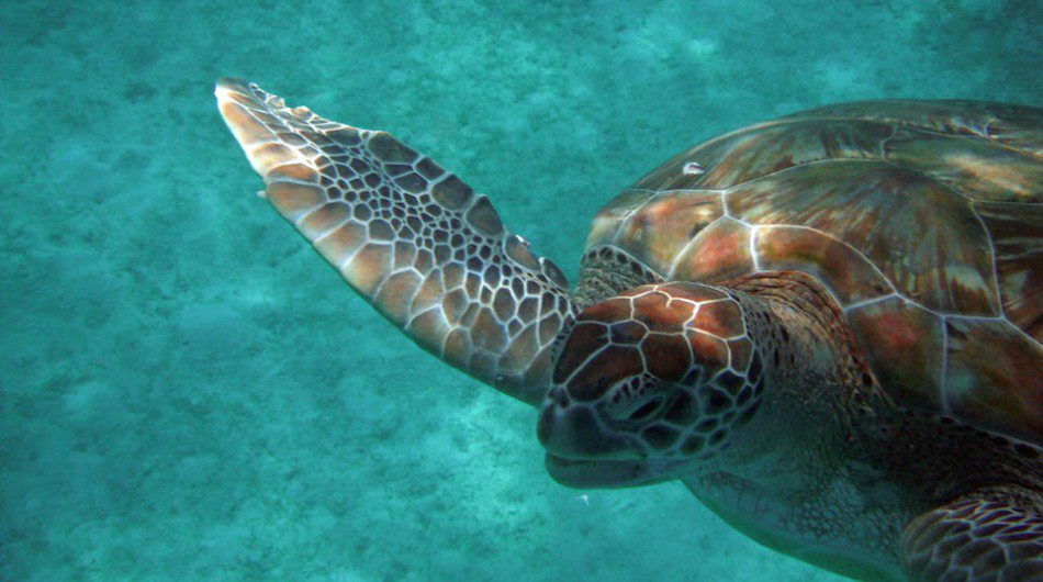 Caribbean Photo Of The Week A Turtle In Barbados   Turtle 950x530 