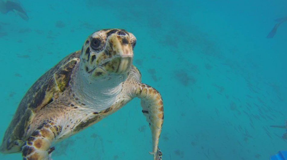 Underwater Caribbean: A Sea Turtle in Barbados