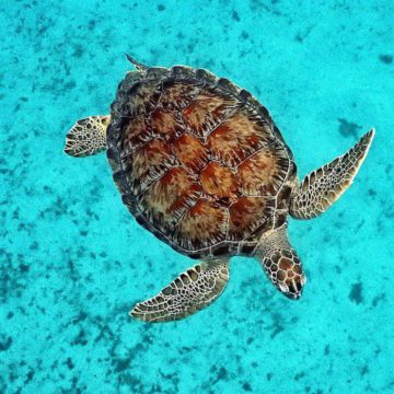 Caribbean Photo of the Week: A Sea Turtle in Barbados