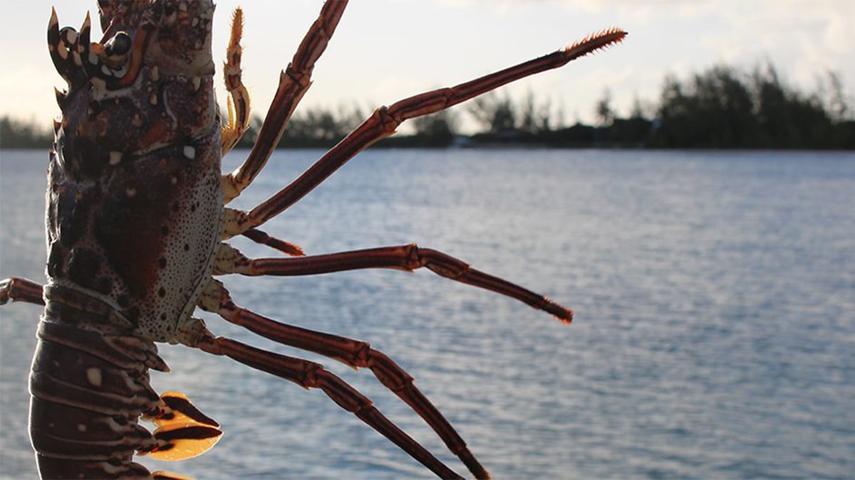 The BVI’s Beloved Lobster Festival Is Back