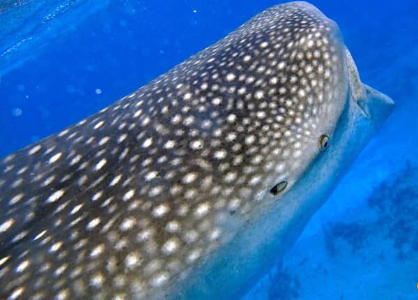 cayman brac fish diving underwater