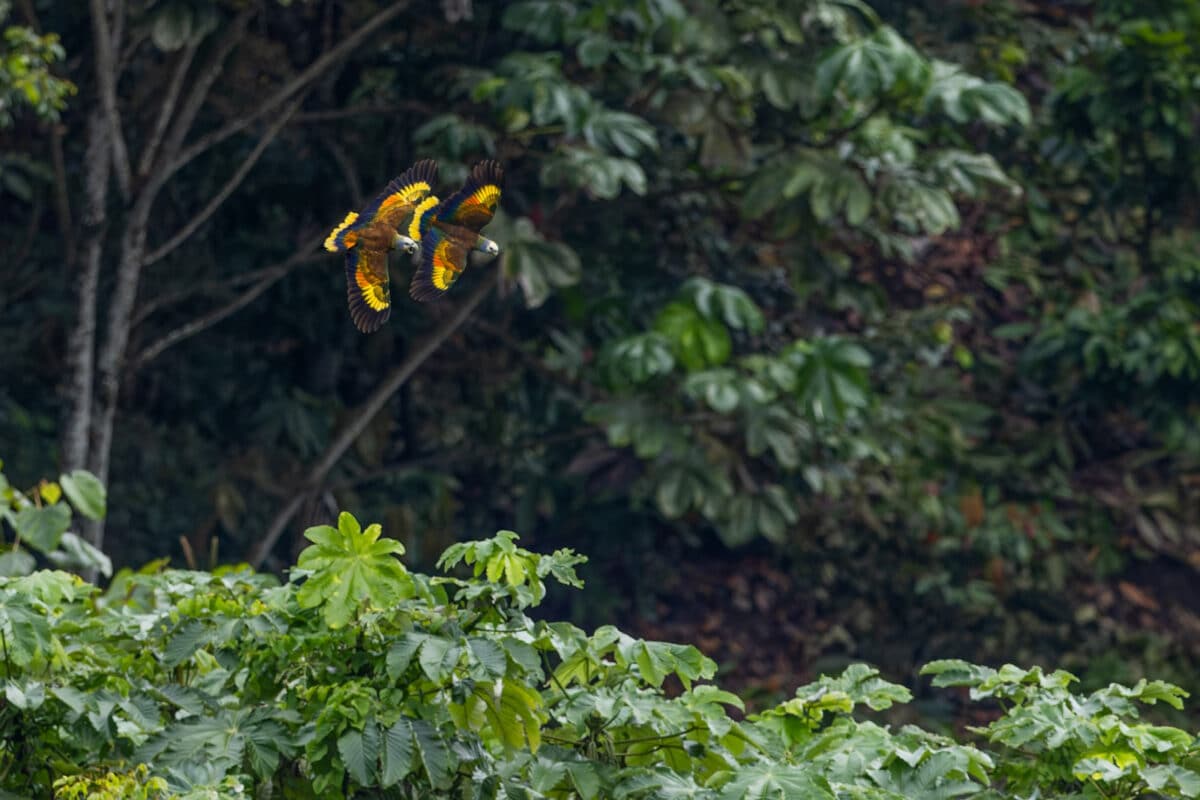 guildingil flying near the resort