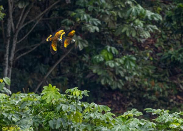 guildingil flying near the resort