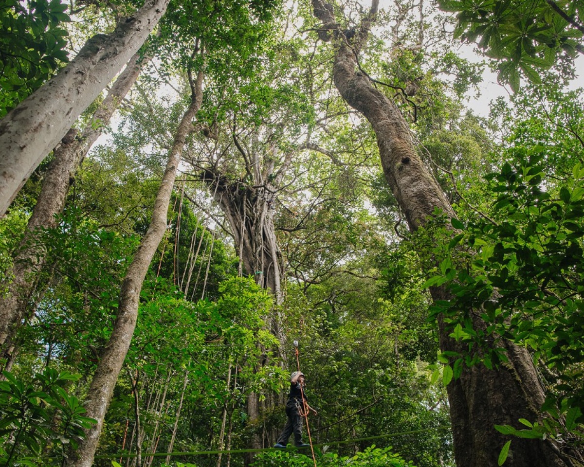 costa rica forest hotel