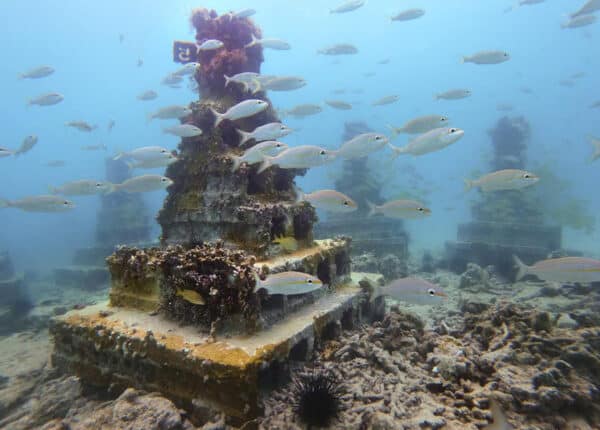 underwater pillar covered in seaweed