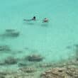 snorkeling in the caribbean