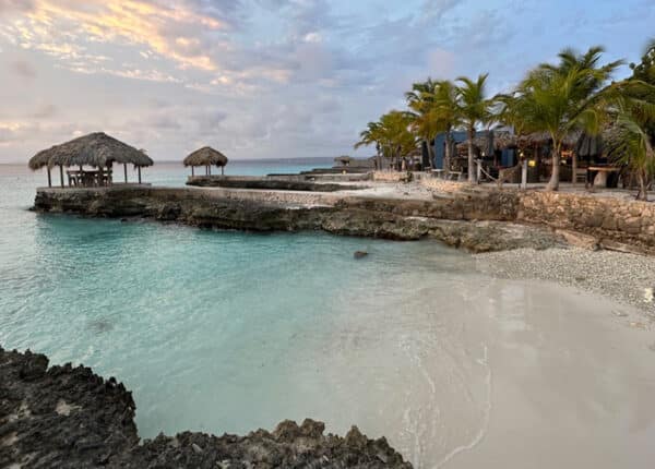 caribbean island bonaire delfins